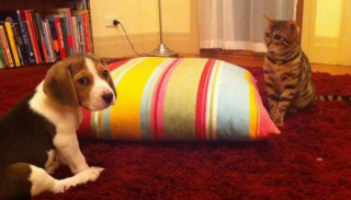 Illustration de l'article : 8 photos de chats en train d’apprendre à cohabiter avec un chien