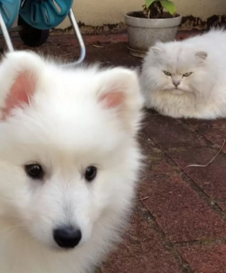 Illustration de l'article : 8 photos de chats en train d’apprendre à cohabiter avec un chien