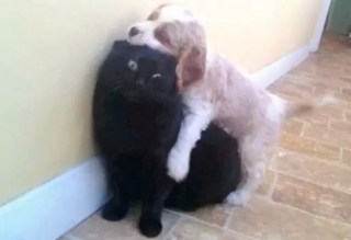 Illustration de l'article : 8 photos de chats en train d’apprendre à cohabiter avec un chien