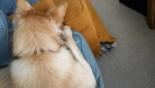 Illustration de l'article : 8 photos de chats en train d’apprendre à cohabiter avec un chien