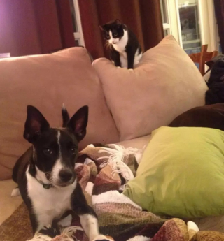 Illustration de l'article : 8 photos de chats en train d’apprendre à cohabiter avec un chien