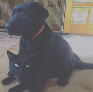 Illustration de l'article : 8 photos de chats en train d’apprendre à cohabiter avec un chien