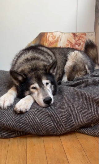 Illustration de l'article : Quand un Husky sénior décide de rester au lit, alors qu’il est temps de se lever pour accompagner son maître au travail (vidéo)