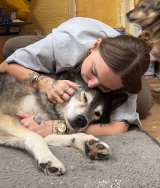 Illustration de l'article : Quand un Husky sénior décide de rester au lit, alors qu’il est temps de se lever pour accompagner son maître au travail (vidéo)