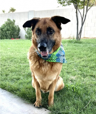 Illustration de l'article : Malheureux après 3 abandons successifs, Riggs trouve le chemin du bonheur grâce à une jeune femme venue par hasard au refuge