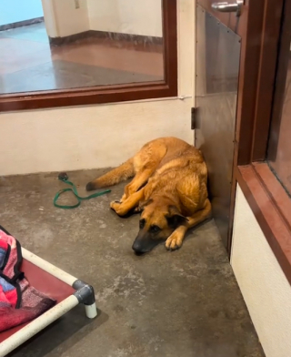 Illustration de l'article : Malheureux après 3 abandons successifs, Riggs trouve le chemin du bonheur grâce à une jeune femme venue par hasard au refuge