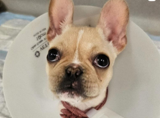 Illustration de l'article : Abandonné à l’âge de 6 semaines, un chiot permet à un couple d’adoptants de sceller son amour (vidéo)