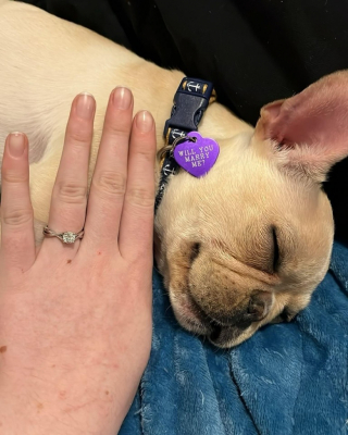 Illustration de l'article : Abandonné à l’âge de 6 semaines, un chiot permet à un couple d’adoptants de sceller son amour (vidéo)