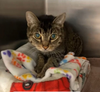 Illustration de l'article : Après deux abandons et une attente interminable au refuge, une chatte de 17 ans espère trouver prochainement son nouveau foyer (vidéo)