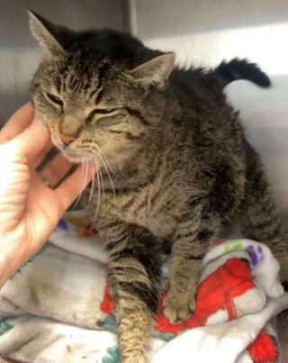 Illustration de l'article : Après deux abandons et une attente interminable au refuge, une chatte de 17 ans espère trouver prochainement son nouveau foyer (vidéo)