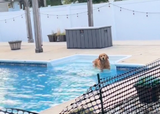 Illustration de l'article : Obsédé par l’eau, ce Golden désobéi joyeusement à sa maîtresse et enfreint les règles pour aller se baigner dans sa piscine (vidéo)
