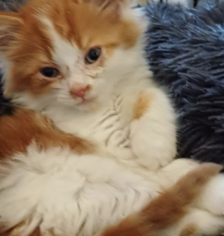 Illustration de l'article : Une équipe de sauveteurs fait appel à une entreprise de plomberie pour sortir un chaton de son piège