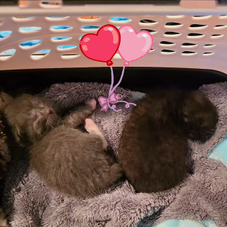 Illustration de l'article : Une équipe de bénévoles met tout en œuvre pour sauver une fratrie de chatons abandonnés par leur mère