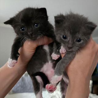 Illustration de l'article : Une équipe de bénévoles met tout en œuvre pour sauver une fratrie de chatons abandonnés par leur mère