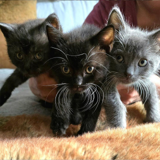 Illustration de l'article : Une équipe de bénévoles met tout en œuvre pour sauver une fratrie de chatons abandonnés par leur mère