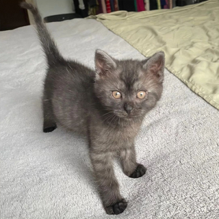 Illustration de l'article : Une équipe de bénévoles met tout en œuvre pour sauver une fratrie de chatons abandonnés par leur mère