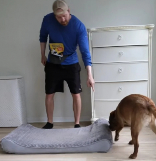 Illustration de l'article : Quand Ruby et Pearl, la Labrador et la chatte tigrée, unissent leurs efforts pour chaparder des friandises (vidéo)