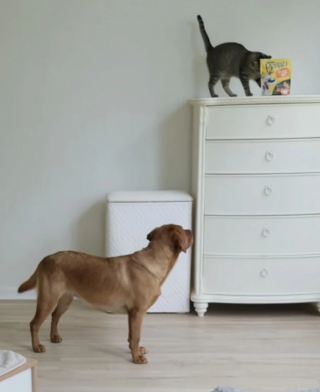 Illustration de l'article : Quand Ruby et Pearl, la Labrador et la chatte tigrée, unissent leurs efforts pour chaparder des friandises (vidéo)