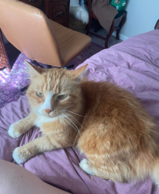 Illustration de l'article : Une femme repère la présence d’un chat dans la rue et découvre qu’il a vécu plus de 12 ans dans une maison