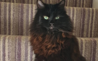 Illustration de l'article : Disparu depuis 4 ans, ce chat se trouvait en réalité à 7 minutes du domicile de sa maîtresse