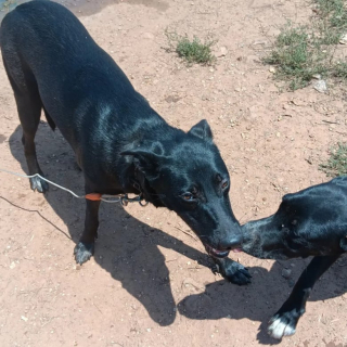 Illustration de l'article : En refuge depuis toujours, cette petite Labrador découvre les joies de sa première véritable balade (vidéo)