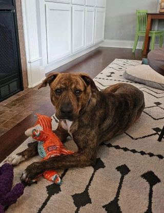 Illustration de l'article : Aimé par tous les gens qui ont croisé sa route, ce chien peine à rencontrer ceux qui lui offriront sa maison pour la vie