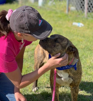 Illustration de l'article : Aimé par tous les gens qui ont croisé sa route, ce chien peine à rencontrer ceux qui lui offriront sa maison pour la vie