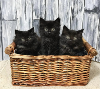 Illustration de l'article : Une chatte ne trouvait pas la famille parfaite avant sa rencontre avec ce jeune homme