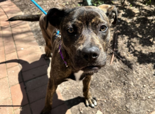 Illustration de l'article : La radio d’une chienne fait apparaître une particularité génétique extrêmement rare au niveau d’une de ses pattes