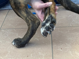 Illustration de l'article : La radio d’une chienne fait apparaître une particularité génétique extrêmement rare au niveau d’une de ses pattes