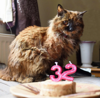 Illustration de l'article : Rosie, l'une des chattes les plus &acirc;g&eacute;es du monde, s&rsquo;est &eacute;teinte &agrave; l&rsquo;&acirc;ge incroyable de 33 ans