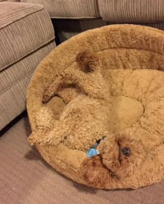 Illustration de l'article : 10 photos montrant des chiens particulièrement doués pour se camoufler