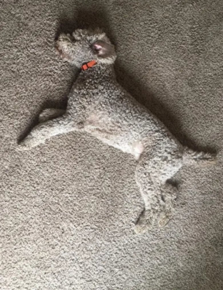 Illustration de l'article : 10 photos montrant des chiens particulièrement doués pour se camoufler