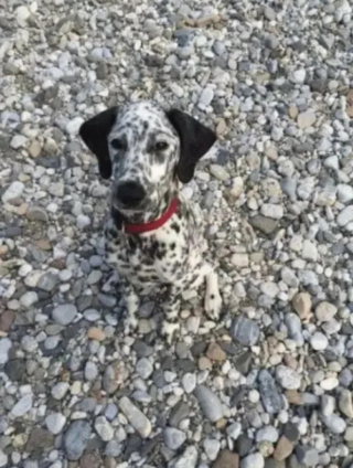 Illustration de l'article : 10 photos montrant des chiens particulièrement doués pour se camoufler