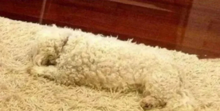 Illustration de l'article : 10 photos montrant des chiens particulièrement doués pour se camoufler