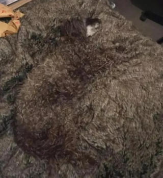 Illustration de l'article : 10 photos montrant des chiens particulièrement doués pour se camoufler