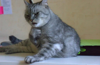 Illustration de l'article : 12 images de chats aussi expressifs qu’amusants