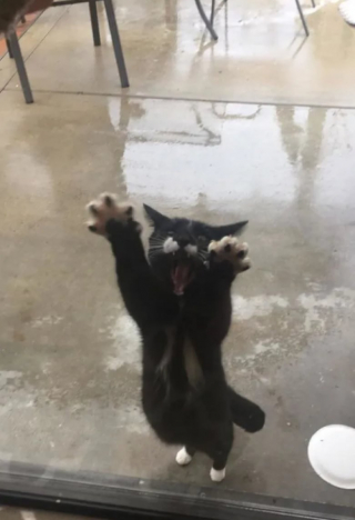 Illustration de l'article : 12 images de chats aussi expressifs qu’amusants