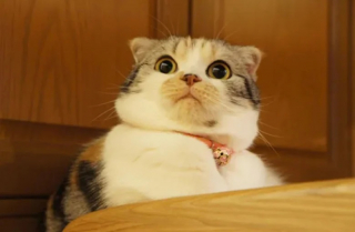 Illustration de l'article : 12 images de chats aussi expressifs qu’amusants