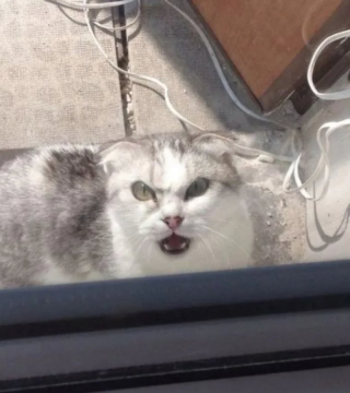 Illustration de l'article : 12 images de chats aussi expressifs qu’amusants