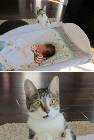 Illustration de l'article : 12 images de chats aussi expressifs qu’amusants