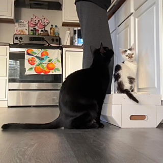 Illustration de l'article : Atteinte de nanisme, cette petite chatte restera toute sa vie un chaton mignon