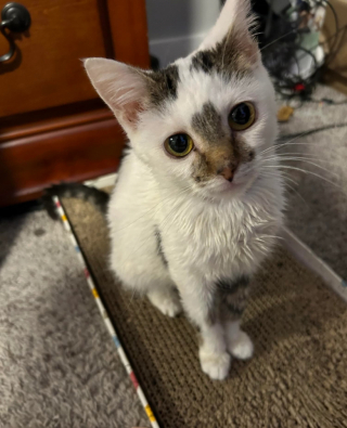 Illustration de l'article : Atteinte de nanisme, cette petite chatte restera toute sa vie un chaton mignon