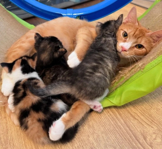 Illustration de l'article : Éprouvant des difficultés à prendre en charge sa portée de chatons, une chatte trouve le soutien dont elle a besoin auprès d’une mère d’accueil bénévole 