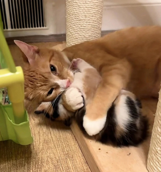 Illustration de l'article : Éprouvant des difficultés à prendre en charge sa portée de chatons, une chatte trouve le soutien dont elle a besoin auprès d’une mère d’accueil bénévole 