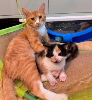 Illustration de l'article : Éprouvant des difficultés à prendre en charge sa portée de chatons, une chatte trouve le soutien dont elle a besoin auprès d’une mère d’accueil bénévole 