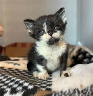 Illustration de l'article : Le plus petit d’une portée de chatons bénéficie de l’aide essentielle d’une mère d’accueil et de son chat