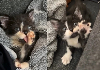 Illustration de l'article : Le plus petit d’une portée de chatons bénéficie de l’aide essentielle d’une mère d’accueil et de son chat