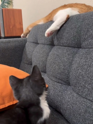 Illustration de l'article : Le plus petit d’une portée de chatons bénéficie de l’aide essentielle d’une mère d’accueil et de son chat