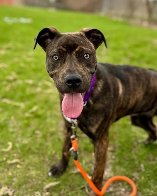 Illustration de l'article : Atteinte d’une anomalie rare à la patte, Bella a récolté les fruits de sa médiatisation en rencontrant sa nouvelle famille